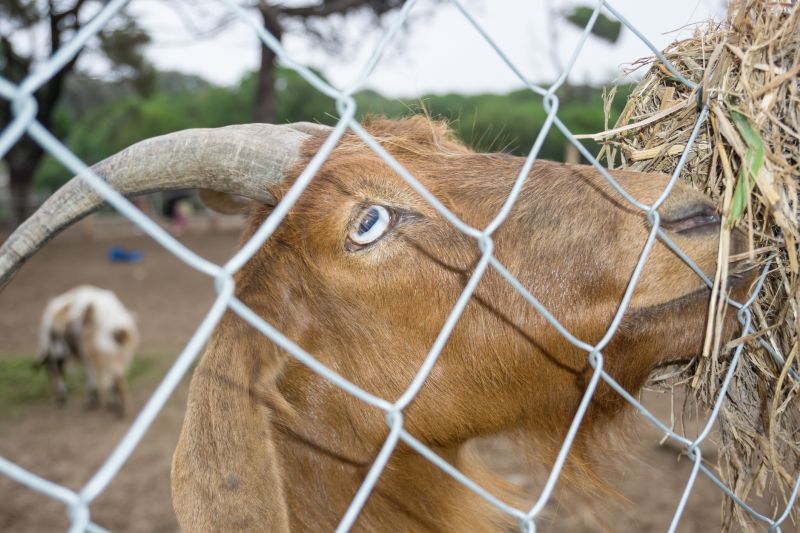 Goat Fence Installation detail