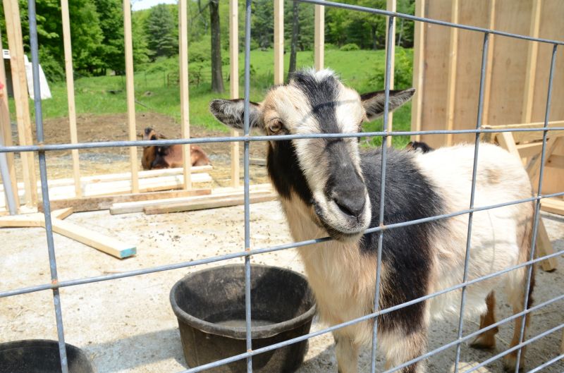 Goat Fence Installation detail